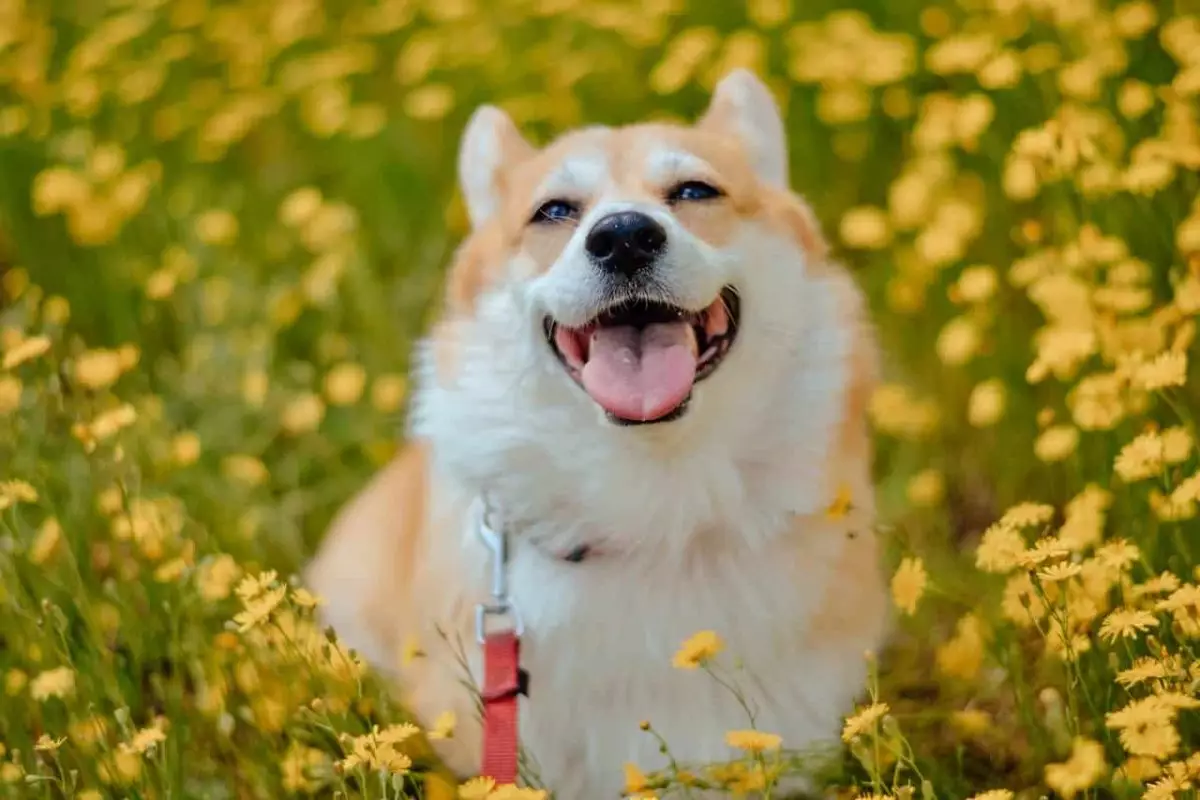 The Unmatched Power of Dog Humor: How Our Furry Friends Brighten Every Day