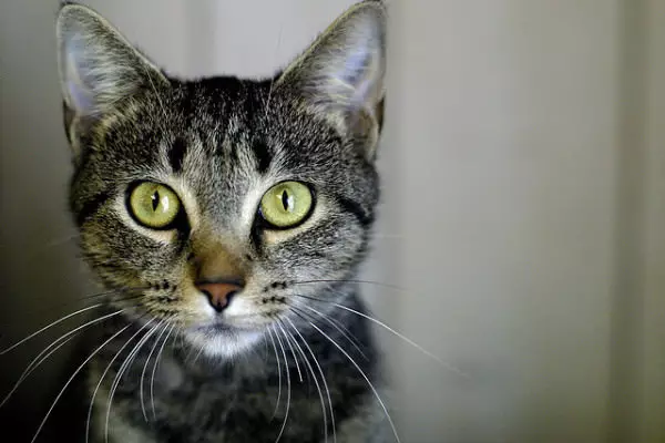 Unmasking the Hidden Struggles: Recognizing and Addressing Feline Anxiety for a Happier Cat