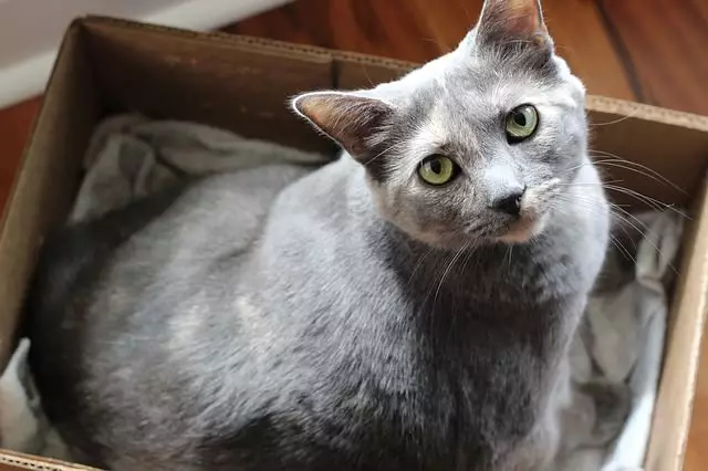 Uncover the Secret to a Happy Cat: Mastering the Art of Litter Box Placement