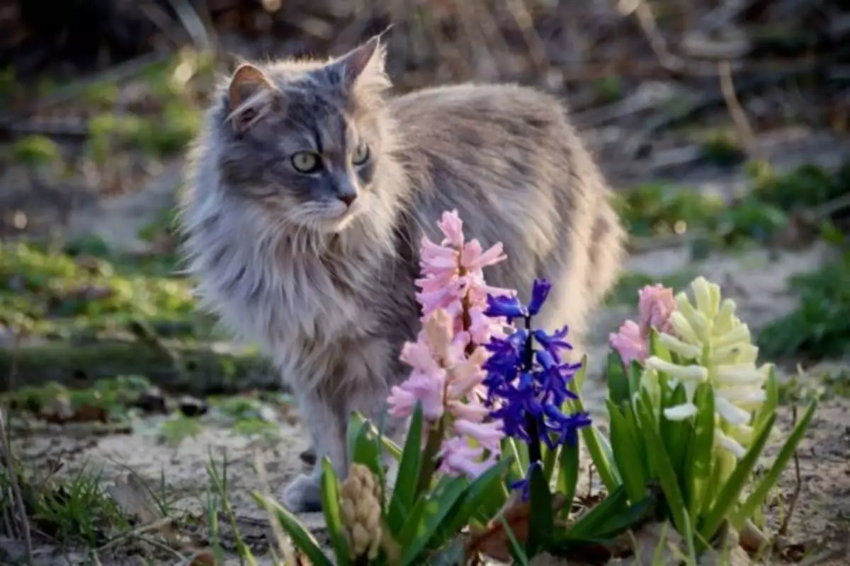 The Noble Essence of Cats: Embracing Their Regal Charisma and Unwavering Confidence