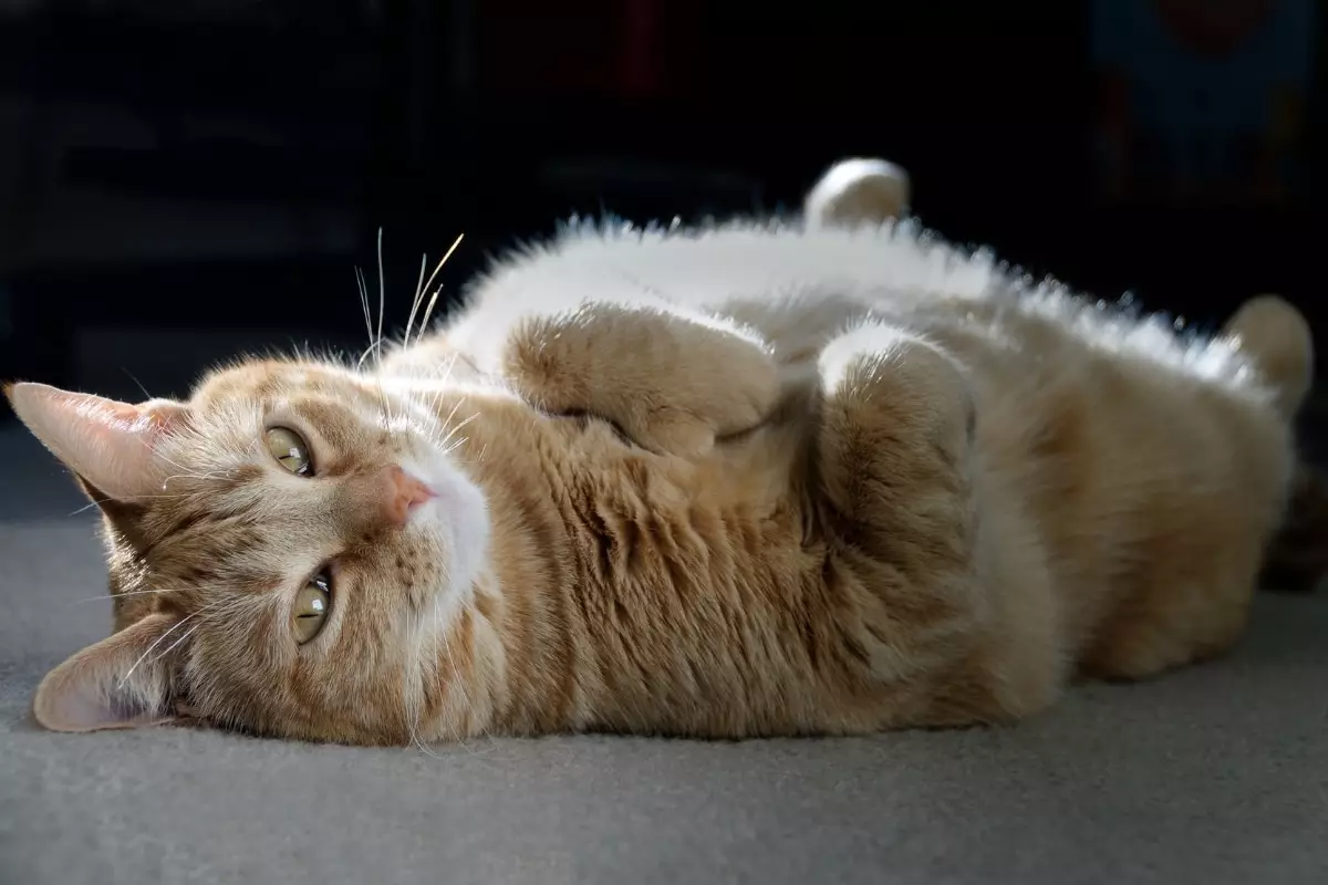 The Captivating Charm of Feline Photography: Unleashing Your Cat’s Inner Supermodel