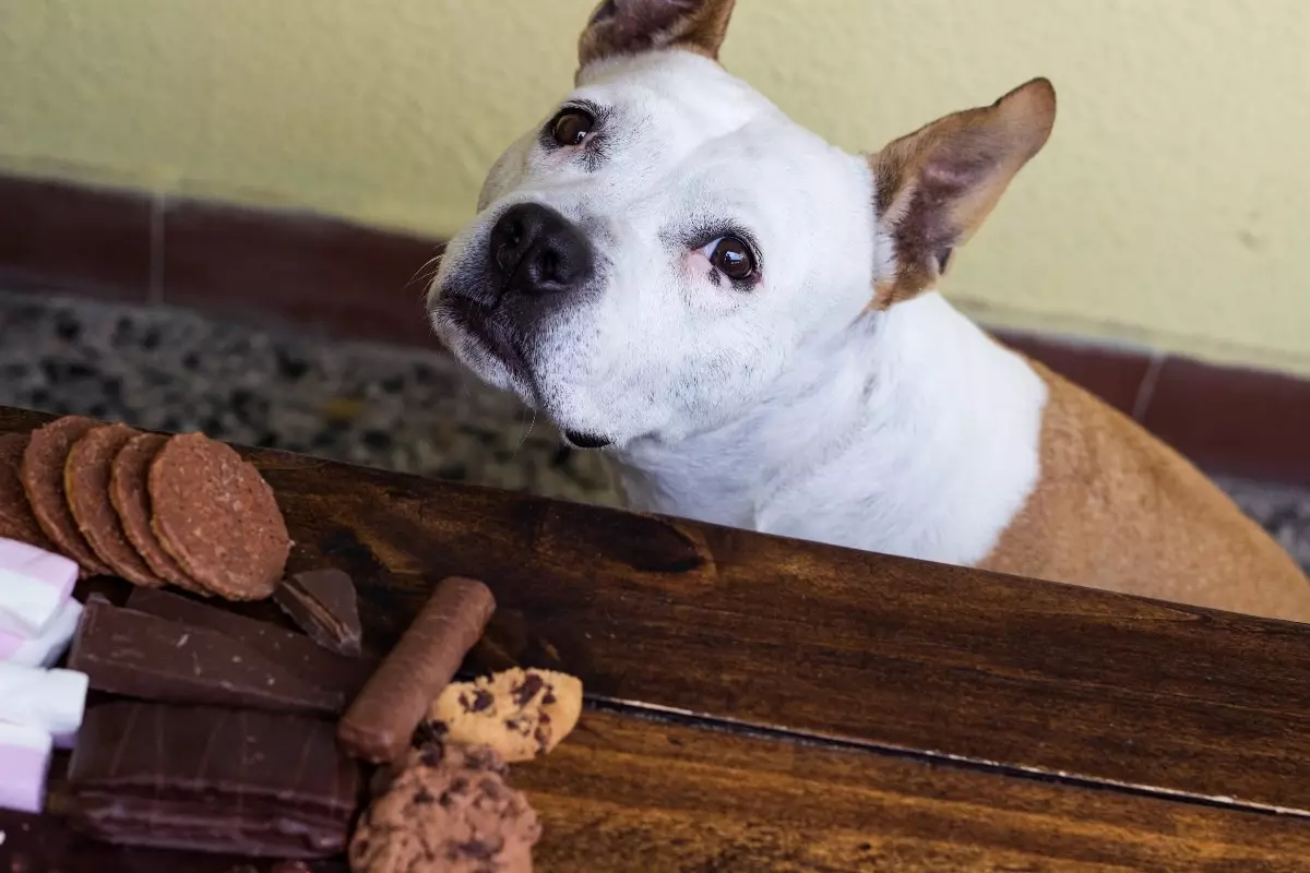 Protect Your Beloved Pet: The Hidden Dangers of Chocolate and Prevention Strategies