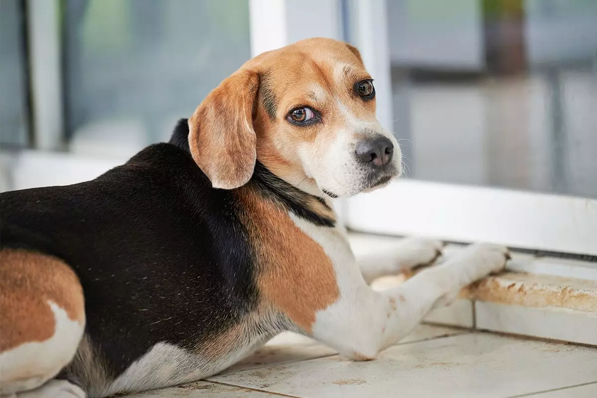 The Unmatched Art of Canine Attitude: Meet the Real Divas of the Dog World