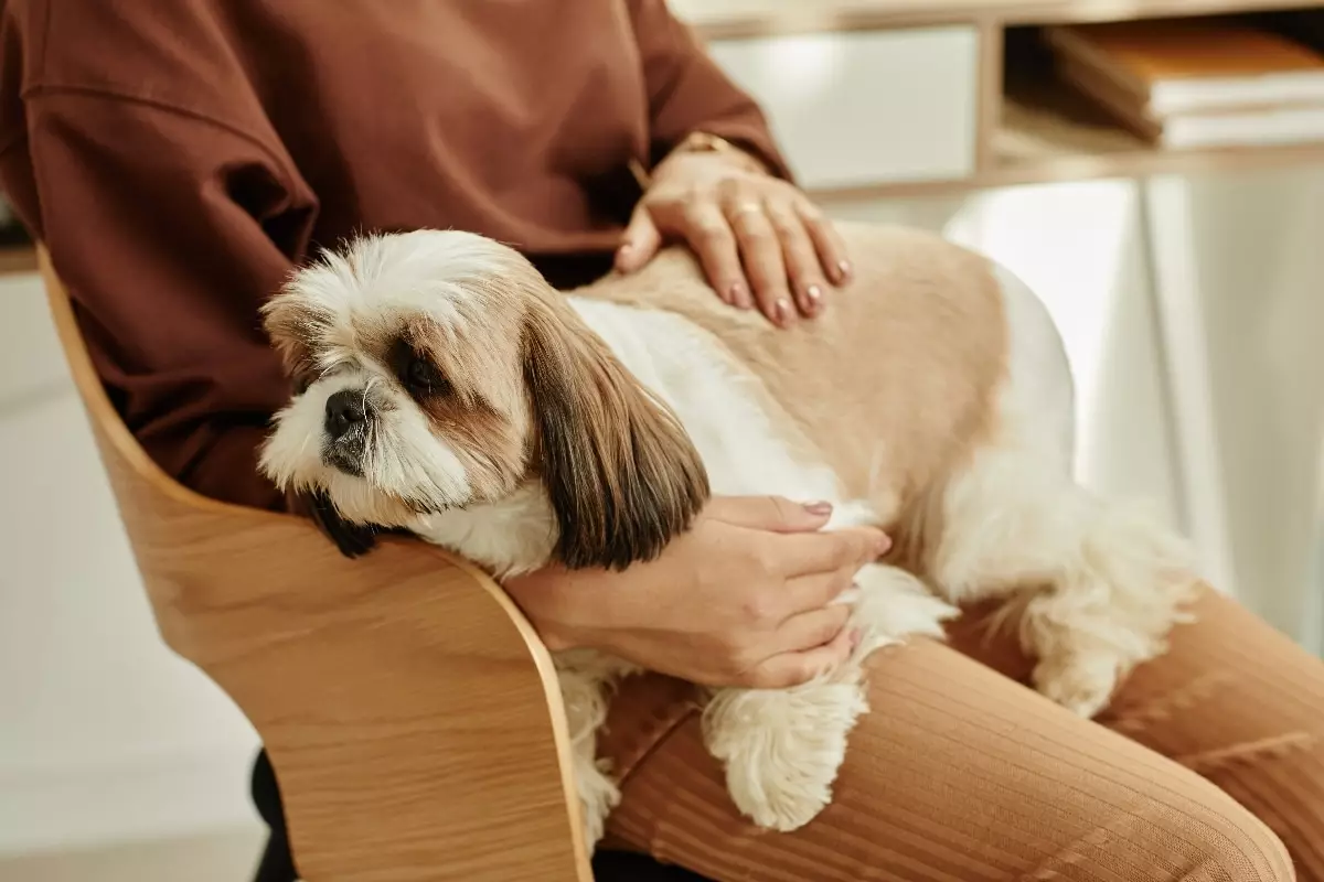 The Unbreakable Bond: Why Lap Dogs Are the Heartbeat of True Companionship