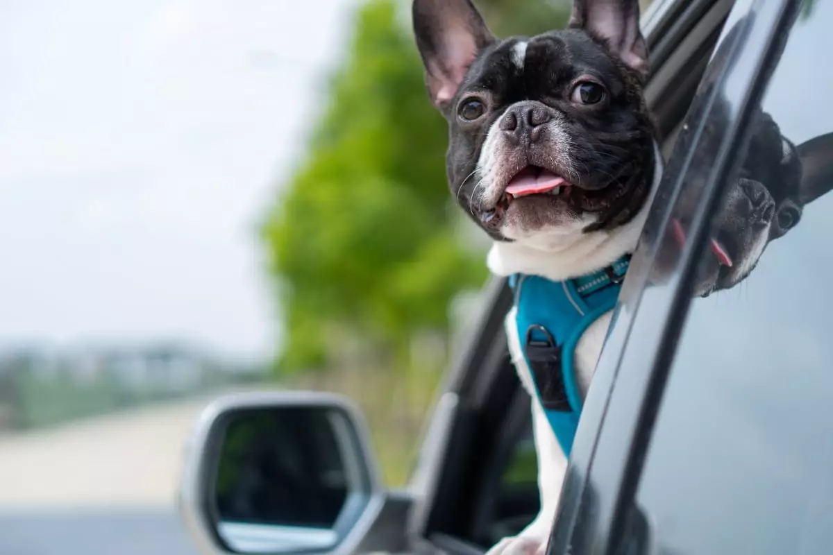 Unleashing Joy: How Dogs Turn Every Road Trip into an Unforgettable Adventure