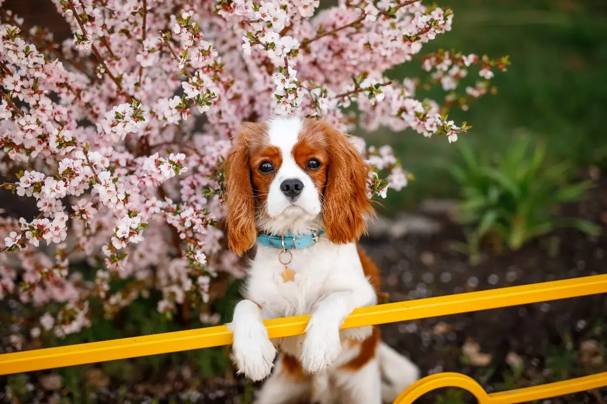 Unleashing Majesty: The Art of Canine Elegance and Noble Spirit
