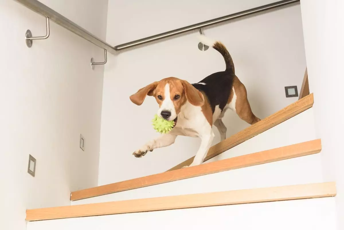 The Endearing Power of Toy-Carrying Dogs: A Reflection of Loyalty, Comfort, and Joy