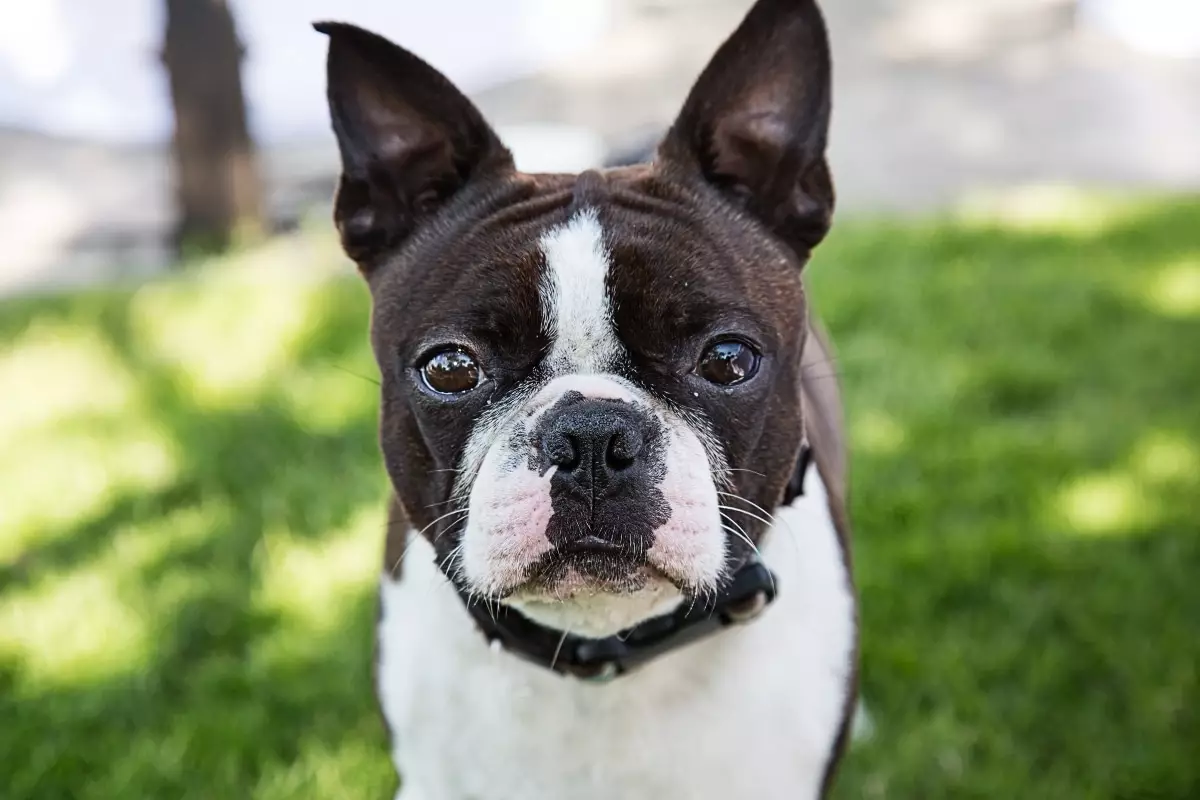 The Unstoppable Charm of Drama Queen Dogs: Why Their Over-the-Top Reactions Make Life Exciting